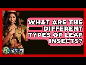What Are The Different Types Of Leaf Insects? - Ecosystem Essentials