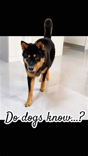 Dog spelt backwards is god #fyp #youtubeshorts #animals #pets #dog