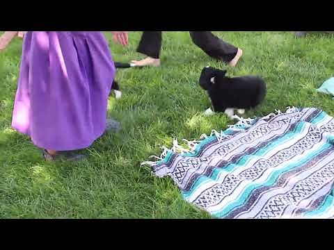 Border Collie Puppies For Sale