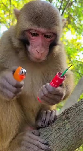 Monkey's Hilarious Revenge on Lions: A Funny Prank Video
