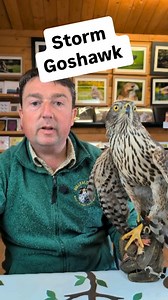 Meet Storm our Goshawk! Goshawks are seldom seen as they hide in woodland, and are incredibly quick and agile birds! They are also prolific hunters and are often favourites birds to train to hunt rabbits and pheasants #goshawk #birdsofprey #smjfalconry #meetthebirds #falconry #birdlover #yorkshire #animalvideo | SMJ Falconry