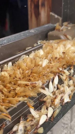 イエシロアリの羽アリ群飛