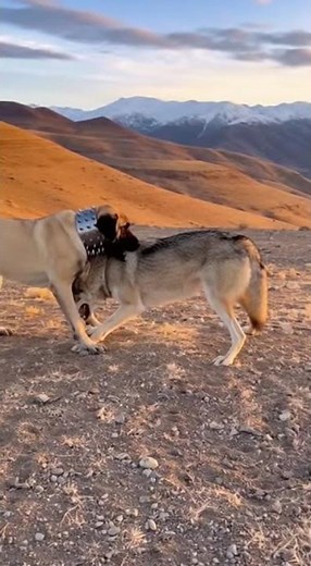 GIANT Turkish Kangal Dog vs WILD WOLF!