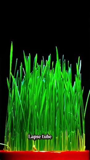 Wheat seeds germination shown by time lapse#shorts #timelapse