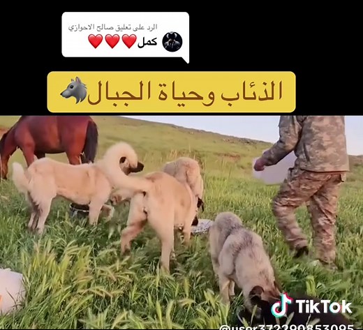 Exploring the Life of Wolves in Mountain Habitats