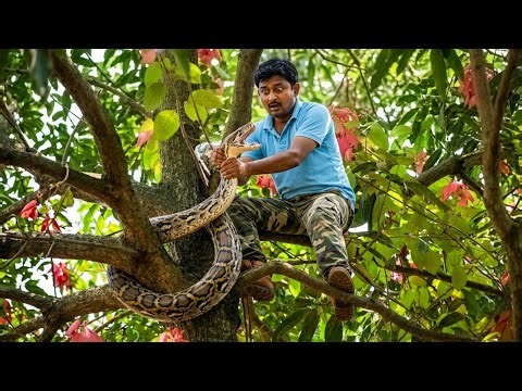 आपको यकीन नहीं होगा ऐसी जगह छुपा था विशालकाय अजगर साँप! Indian Rock Python Snake was hiding in tree.