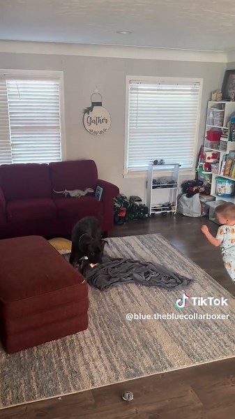 How does your boxer get exercise!? #boxer #boxersoftiktok #toddler #bluetheboxer