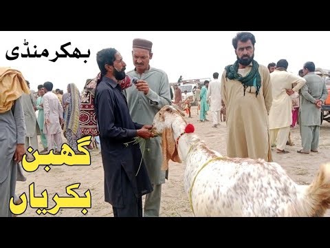 گھبن بکریاں تازہ ریٹس بھکر منڈی 2026