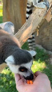 2.8K views · 30 reactions | FEEDING A LEMUR | TyBott Official | Facebook