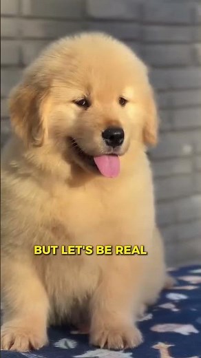 Why Golden Retrievers Are Everyone’s Favorite Dog