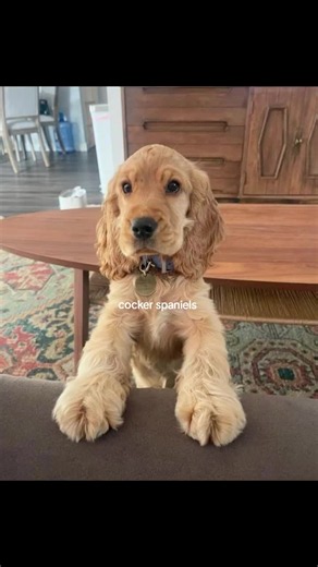 Cocker Spaniel Puppies: Cute Tips, Facts & How to Tell Boy vs Girl