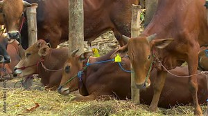 A group of brown cows being tied up with ropes ready to be sold is at the cattle shop during the day.