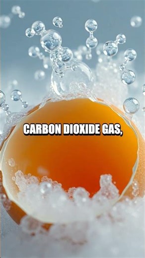 Fizz and Wonder Egg Reaction