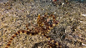 Wonderpus imitates behavior and shape of blue-ringed octopus. Then changes back to its normal appearance and hides in a crevice.