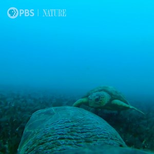 7.1K reactions · 909 shares | "It's the first time ever that we've...