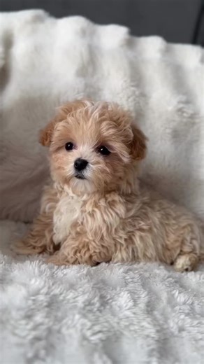 Meet our adorable Maltipoo babies full of love, cuddles, and personality! They're playful, gentle, and sure to brighten any day with their happy little tails Which one would steal your heart? Comment below or send a DM if you'd love to know more or will love to adopt one#fyp #PuppyLove #RescueMaltipoo #AdorablePuppies #PuppyAdoption