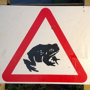 6.2K views · 32 reactions | How does a toad cross the road? Sometimes it's in a big bucket  | BBC Derby | Facebook