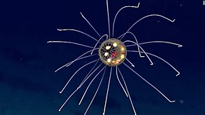 422K views · 7.7K reactions | Scientists captured stunning video of...