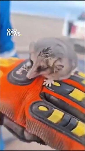 🐭 Rescataron a un monito del monte en un yacimiento petrolero