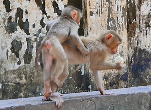 14K views · 363 reactions | The monkey Leo really love monkey Jullie ! | Hi Monkeys | Facebook