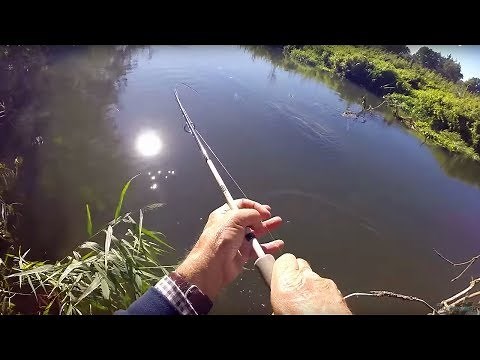 PERCH FISHING - Canal & River | DROPSHOT & LURES