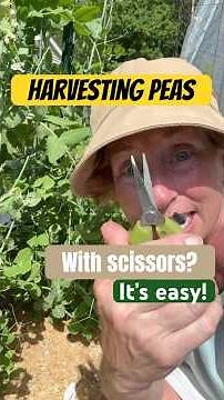 Snow and Snap Peas Harvest Tip