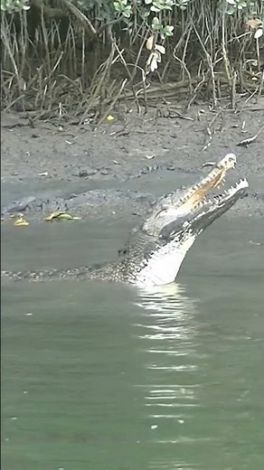 angry roar #crocs #crocodile #croc #wildlife