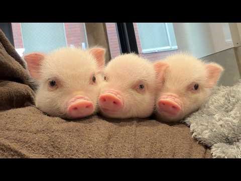 Real-Life Three Little Pigs!? I Met Super Cute Baby Pigs | pignic cafe Asakusa🐷🐷🐷