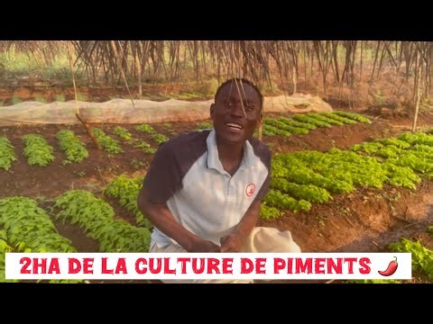 2ha de la culture de piment que faut-il savoir pour une réussite totale ?