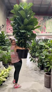 1.6K views · 1.1K reactions | ‼️SAVE $100 on giant, tree-like Fiddles‼️ Our EOY Super Sale ends Wednesday — don’t wait.  Up to 50% OFF select plants  Up to 30% OFF GAR pots  Huge savings across both Sheds  CARINGBAH - 191 Taren Point Rd  NORTH PARRAMATTA - 1 Bourke St  OPEN 7 DAYS  LUSH FOR LESS  DELIVERY AVAILABLE  250+ ⭐⭐⭐⭐⭐ GOOGLE REVIEWS# | Indoor Plant Shed | Facebook