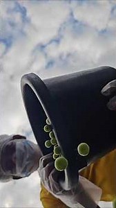 We are making local gourd pickles, people 😊😊