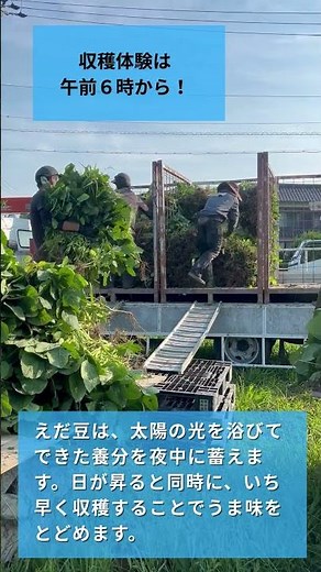 ユーコープ職員が収穫体験！～オレ達のえだ豆を収穫してきました～