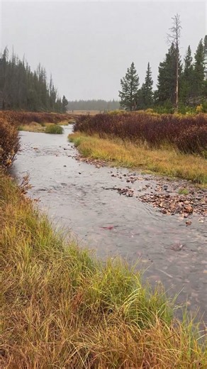 Colorado Kokanee run.