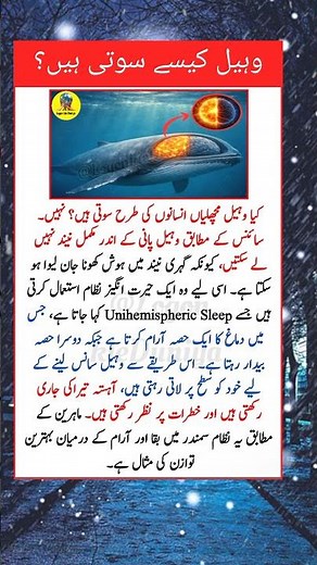 How Do Whales Sleep Without Drowning? Science Explained