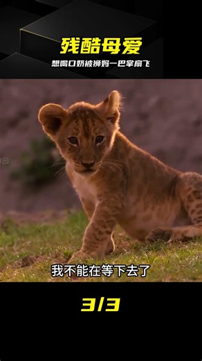 小獅子討奶反遭獅媽當頭一棒，殘酷卻是真實的生存法則 #小狮子，狮妈妈，动物世界，生存法则，残酷母爱