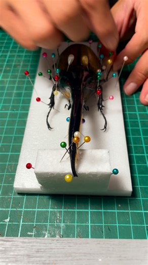 Yu Cheng on Instagram: "#長戟大兜蟲 #長戟大兜 #hercules #beetle#bug #鍬形蟲 #beauty #beautiful #甲蟲 #獨角仙 #昆蟲 #昆虫 #標本 #insects_of_our_world #insectsofinstagram🐛🐝🐞🐜 #insectphotography #insects #兜虫 #手作"