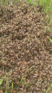 After honey pulling Bees in the ground | King Bee PH