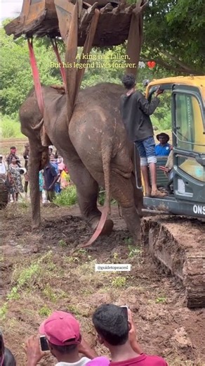 The Final Goodbye to Kawanthissa Hasthiraja 💔🐘 | A King’s Last Journey | Guide to Peace SL #shorts