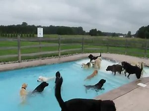 Doggy Pool Party  (VIDEO)