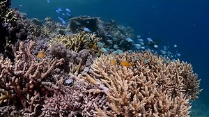 Explore the entire length of the Great Barrier Reef with Master Reef Guide Johnny Gaskell 〰️ Johnny is one of our Master Reef Guides, recognised as the world’s leading reef guides, interpreters and story tellers. Last year he explored the entire length of the Reef, diving in local hot spots approximately every 200kms. 〰️ 📸 www.instagram.com/johnny_gaskell 📌 Southern Great Barrier Reef, The Swains, Hardline Reefs, Whitsundays Outer Reef, Townsville Outer Reef, Hinchinbrook Outer Reef, Cairns Ou