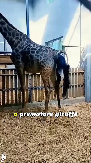 26K views · 1K reactions | Premature baby giraffes grow up healthily#tiktok #foyou #Love #animals #friendship #Giraffe | Loveanimals69 | Facebook