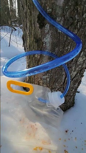 Sap is flowing! Making maple syrup!