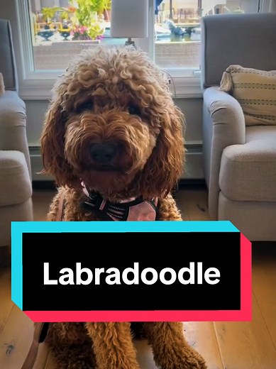 Meet the Labradoodle: A Fun Dog Video Experience
