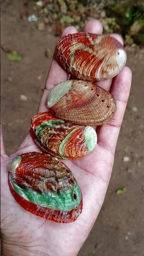 Abalone Shells #seashells