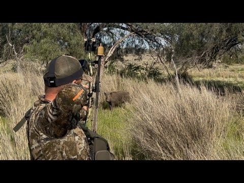 Bowhunting western nsw..