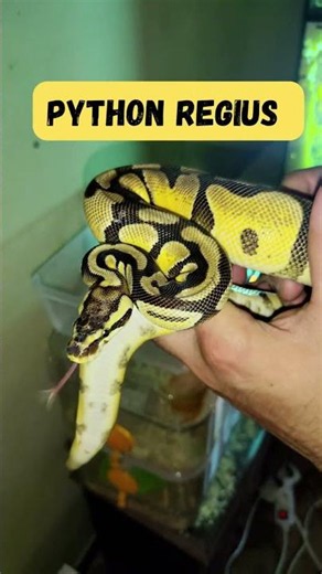 Bringing My Ball Python to Her New Home 🐍❤️