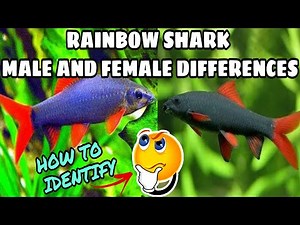 Rainbow shark fish male and female Deffrences | Prathmesh Aquatics