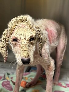 1.9K views · 81 reactions | Neglected dog Trixie was found with severely matted fur, dry itchy skin — but after finally getting some love and care, she looks like a whole new dog ❤️ Check the comments to see her amazing transformation: | Pets Lover 1 | Facebook