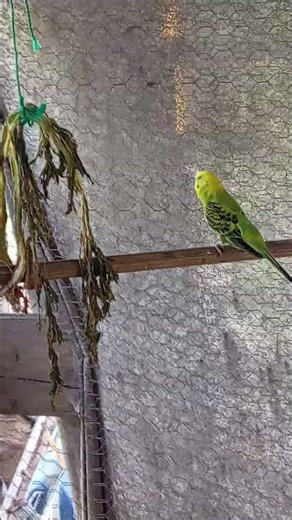 ellos dandose mucho amor @Roa_Codorniz