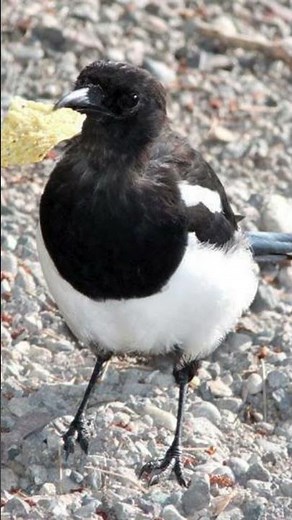 Black-billed Magpie Sound Video: Bird Call Nature Sound Effect